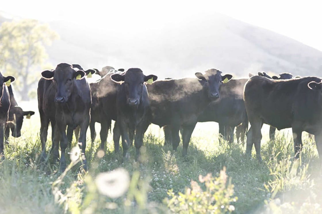 Blackmore's full-blood wagyu cattle