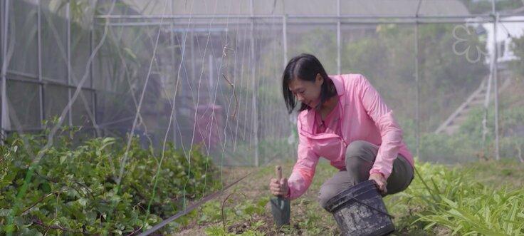 Upon receiving the coffee grounds, Hermia Chung, site manager of the Hong Kong Organic Waste Recycling Centre, will decompose them into compost, which is then used for planting vegetables.