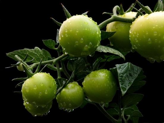 Green Tomatoes - Photo by Radfotosonn--8242629