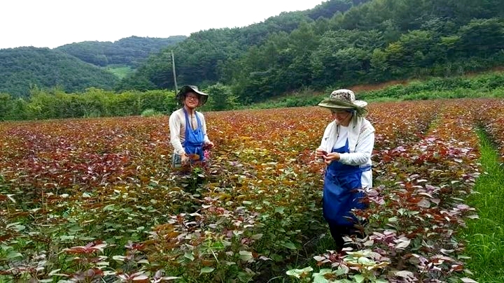 지리산 하동 유기농 들깨밭을 경작하는 황치익 정홍미 부부 ⓒ Chi-ick Hwang