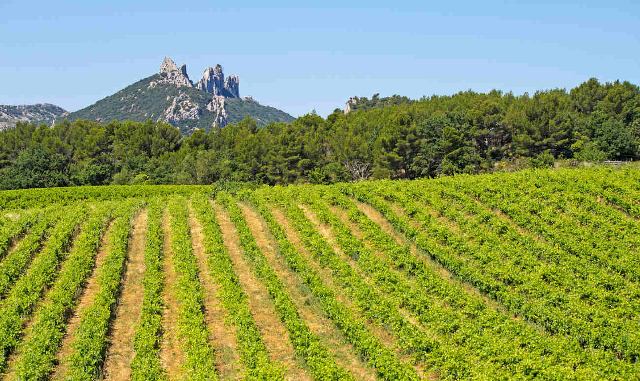 Picture : Gigondas vineyard / visuall2/iStock