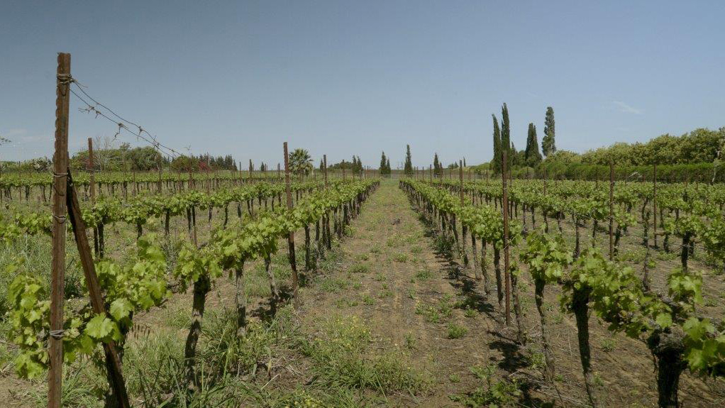 Courtesy of Margalit Winery