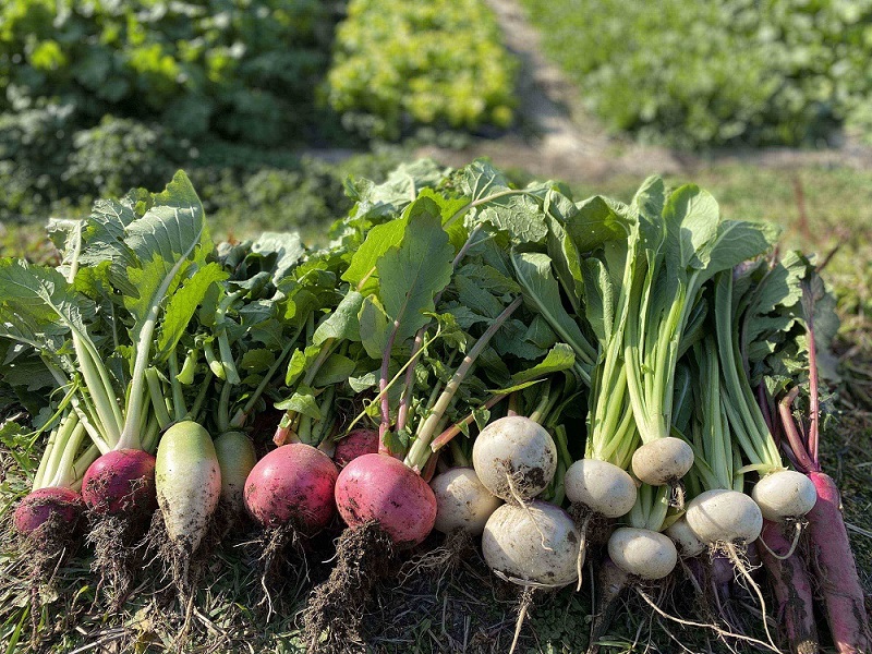 Yamato vegetables for speciality of Nara © Chugokusai Naramachi Kuko