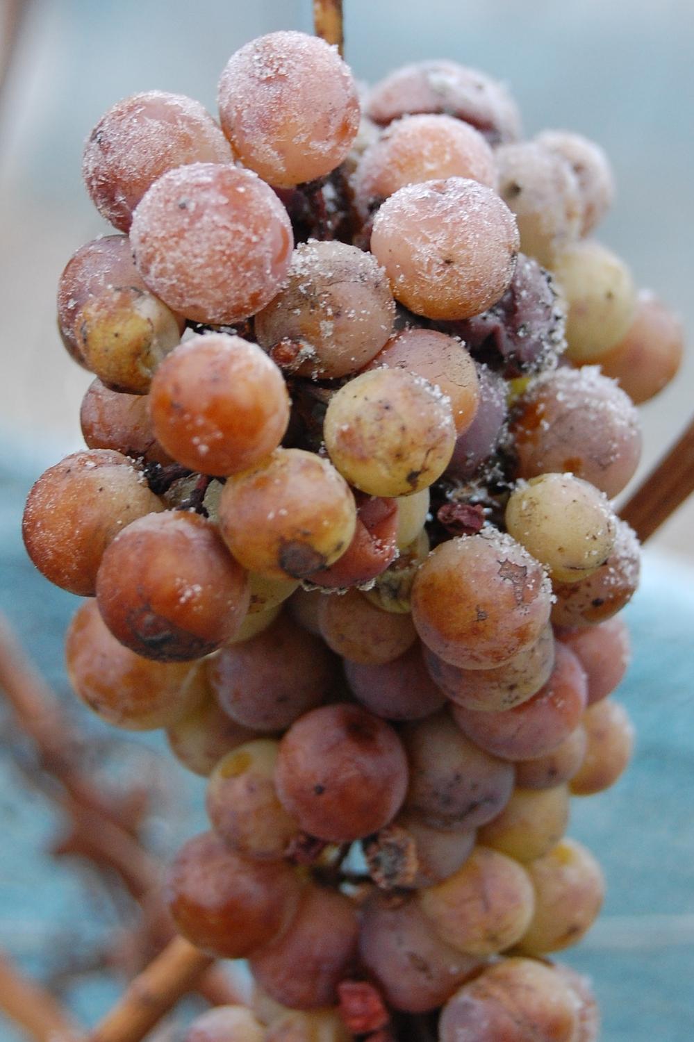 Gefrorene Eisweintraube © Österreich Wein