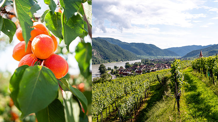 Zwischen Marillen und Weinbergen in der Wachau © Österreich Werbung: v.l. Christian Kremser, Cross Media Redaktion