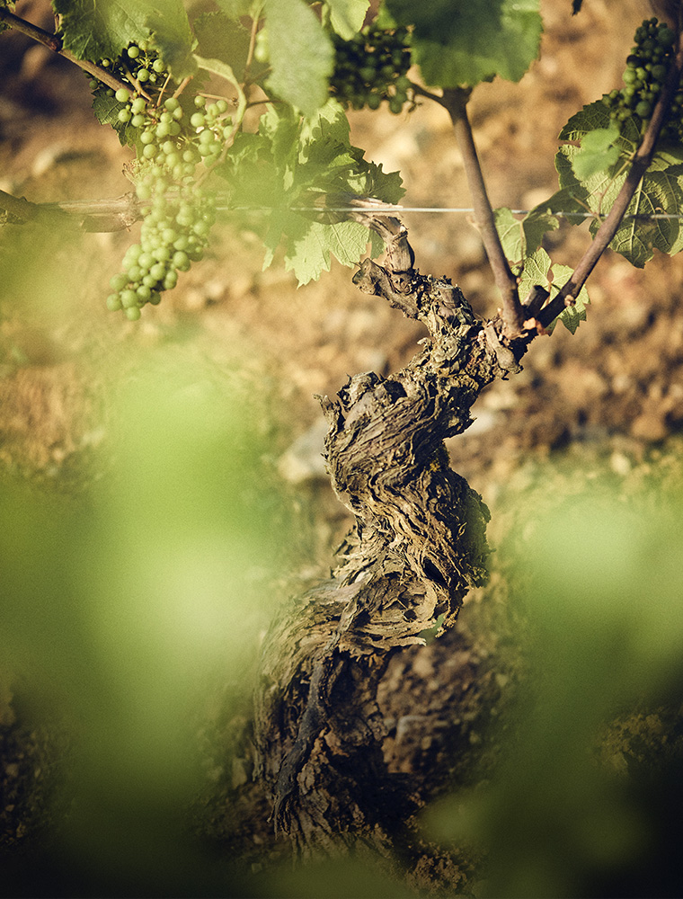 Domaine 7