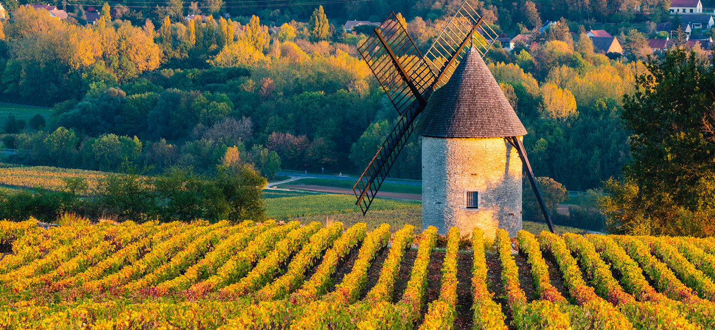 Wine vineyard landscape